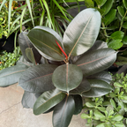 Burgundy Rubber Plant
