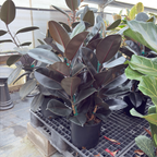 Burgundy Rubber Plant
