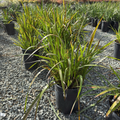 Bush Dawn Kangaroo Paw