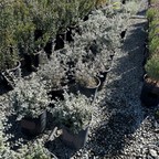 Bush Germander
