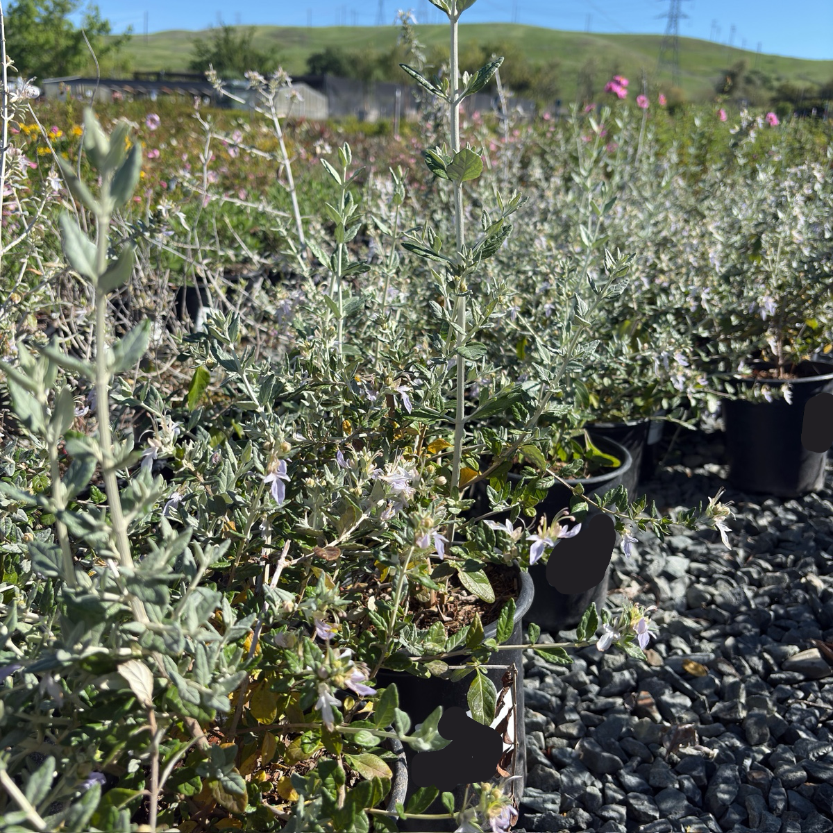 Bush Germander
