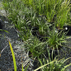 Bush Glow Kangaroo Paw