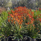 Bush Glow Kangaroo Paw