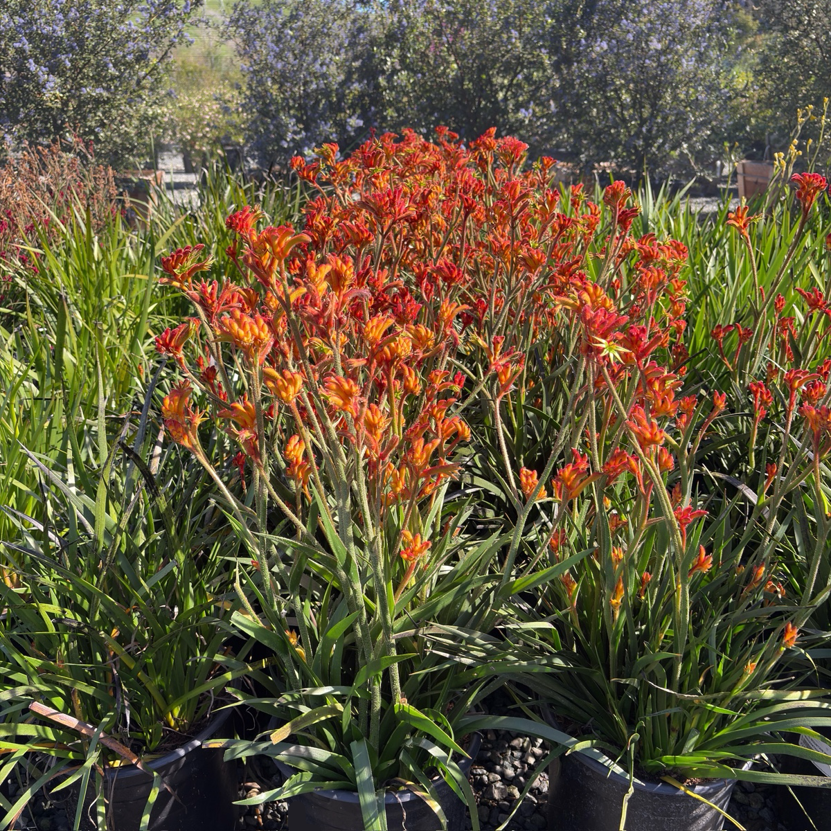Bush Glow Kangaroo Paw