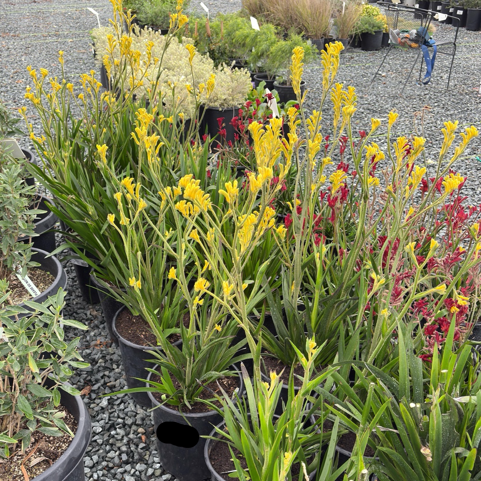 Bush Gold Kangaroo Paw