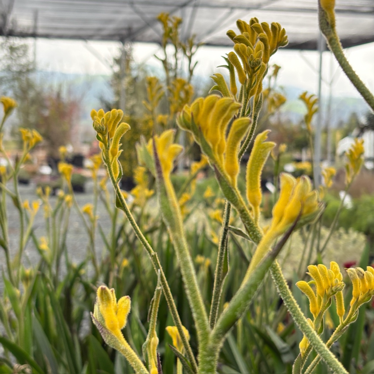 Bush Gold Kangaroo Paw