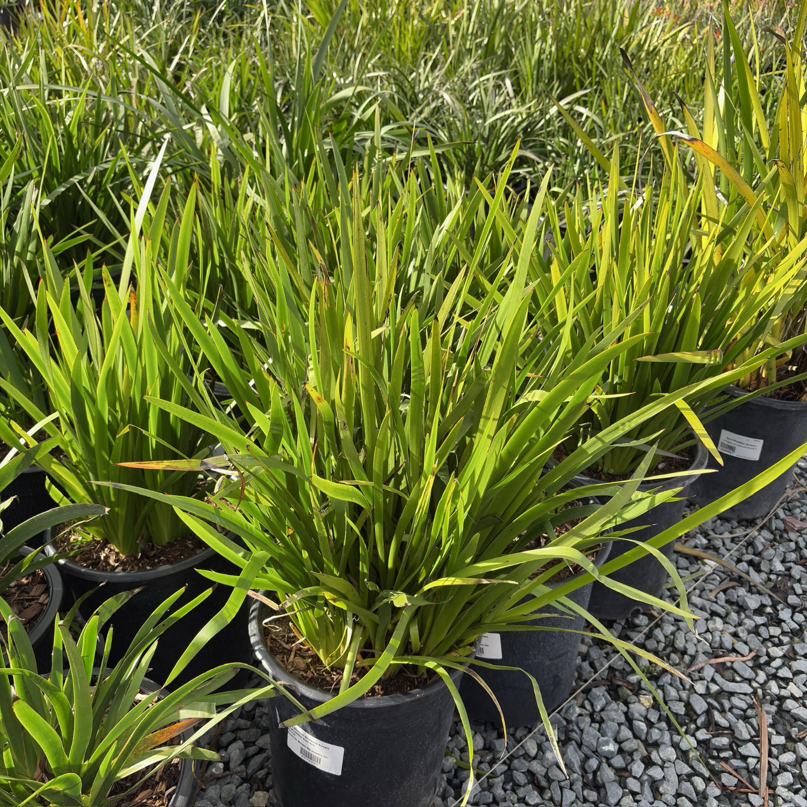 Bush Gold Kangaroo Paw