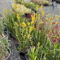 Bush Gold Kangaroo Paw