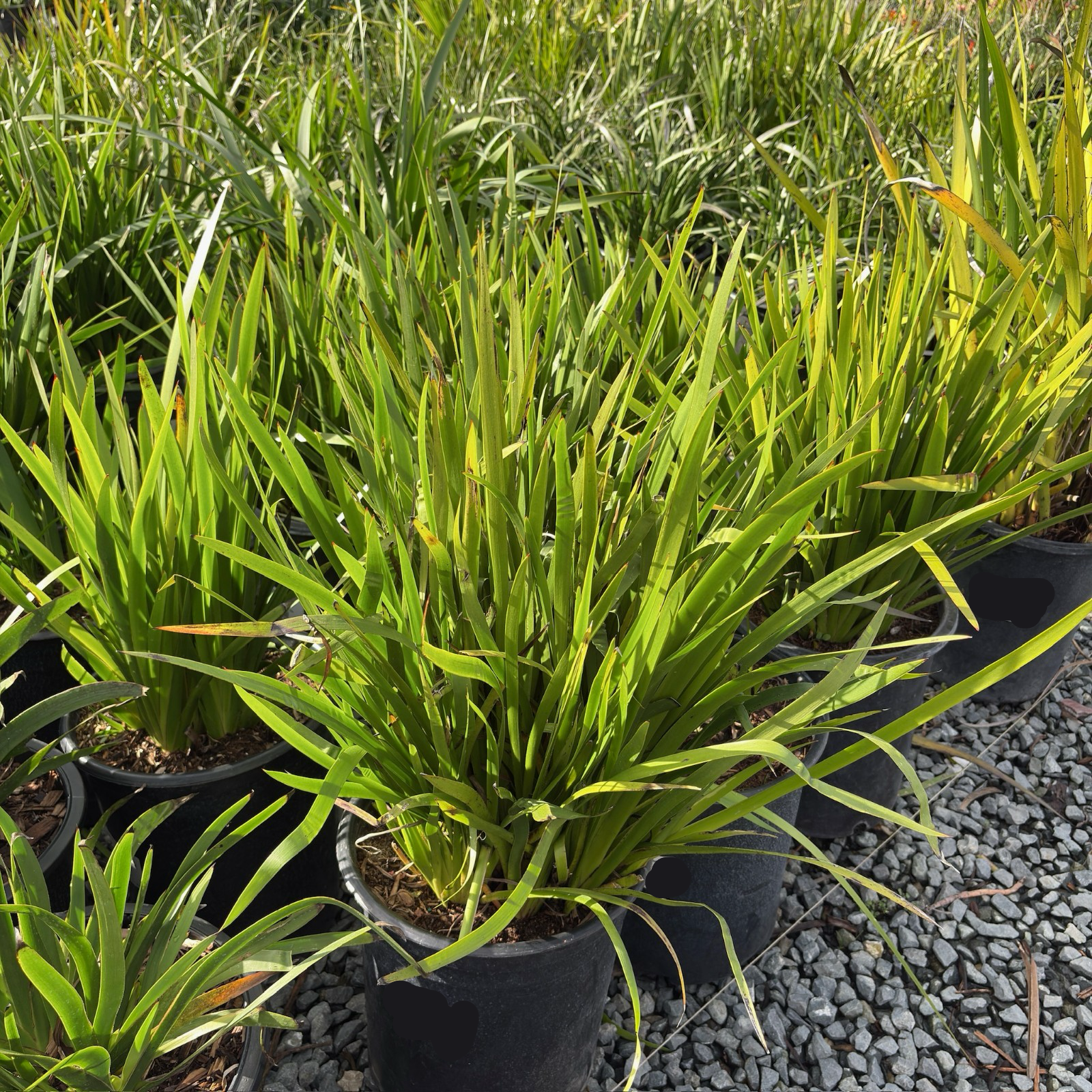 Bush Gold Kangaroo Paw