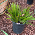 Bush Princess Kangaroo Paw