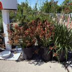 Bush Ranfer Kangaroo Paw