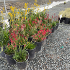 Bush Ranfer Kangaroo Paw