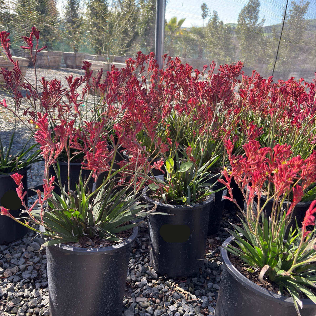 Bush Ranfer Kangaroo Paw
