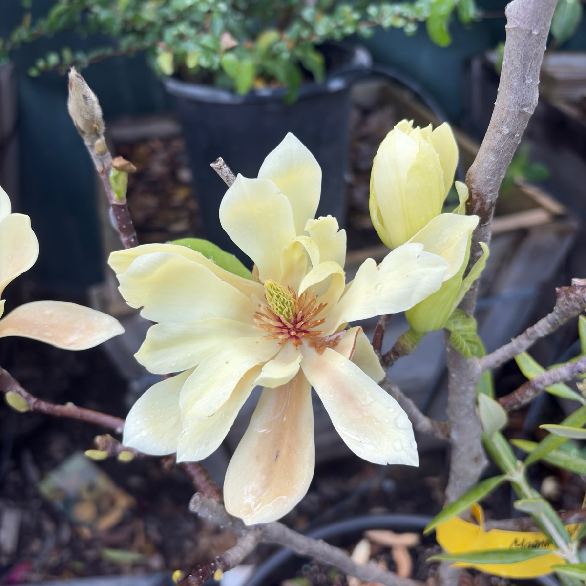 Butterflies Magnolia