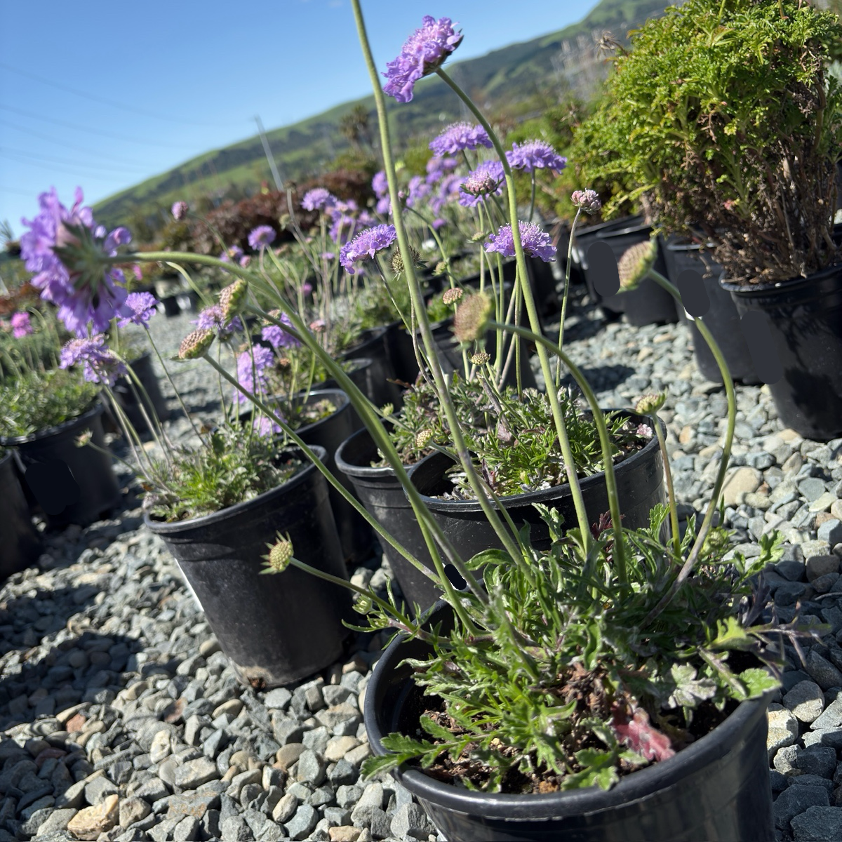 Potted Butterfly Blue Pincushion Flower plants with purple flowers in a garden setting