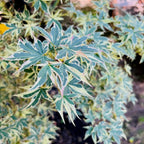 Close-up of variegated green and white leaves on Butterfly Japanese Maple
