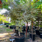 Row of potted Butterfly Japanese Maple trees in victory nursery
