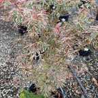 Variegated leaf Butterfly Japanese Maple with pink and green leaves in victory nursery