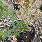 Potted Butterfly Japanese Maple with green and brown leaves on a gravel surface