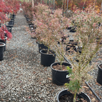 Row of potted Butterfly Japanese Maple on a gravel ground with trees in the background