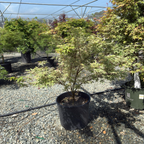 Potted Butterfly Japanese Maple tree in a nursery setting with other trees and plants in the background.