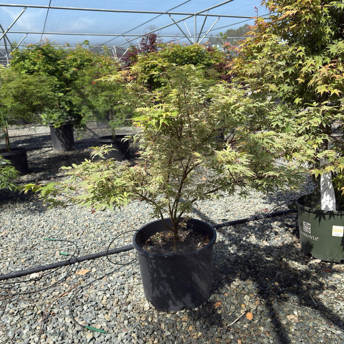 Potted Butterfly Japanese Maple tree in a nursery setting with other trees and plants in the background.