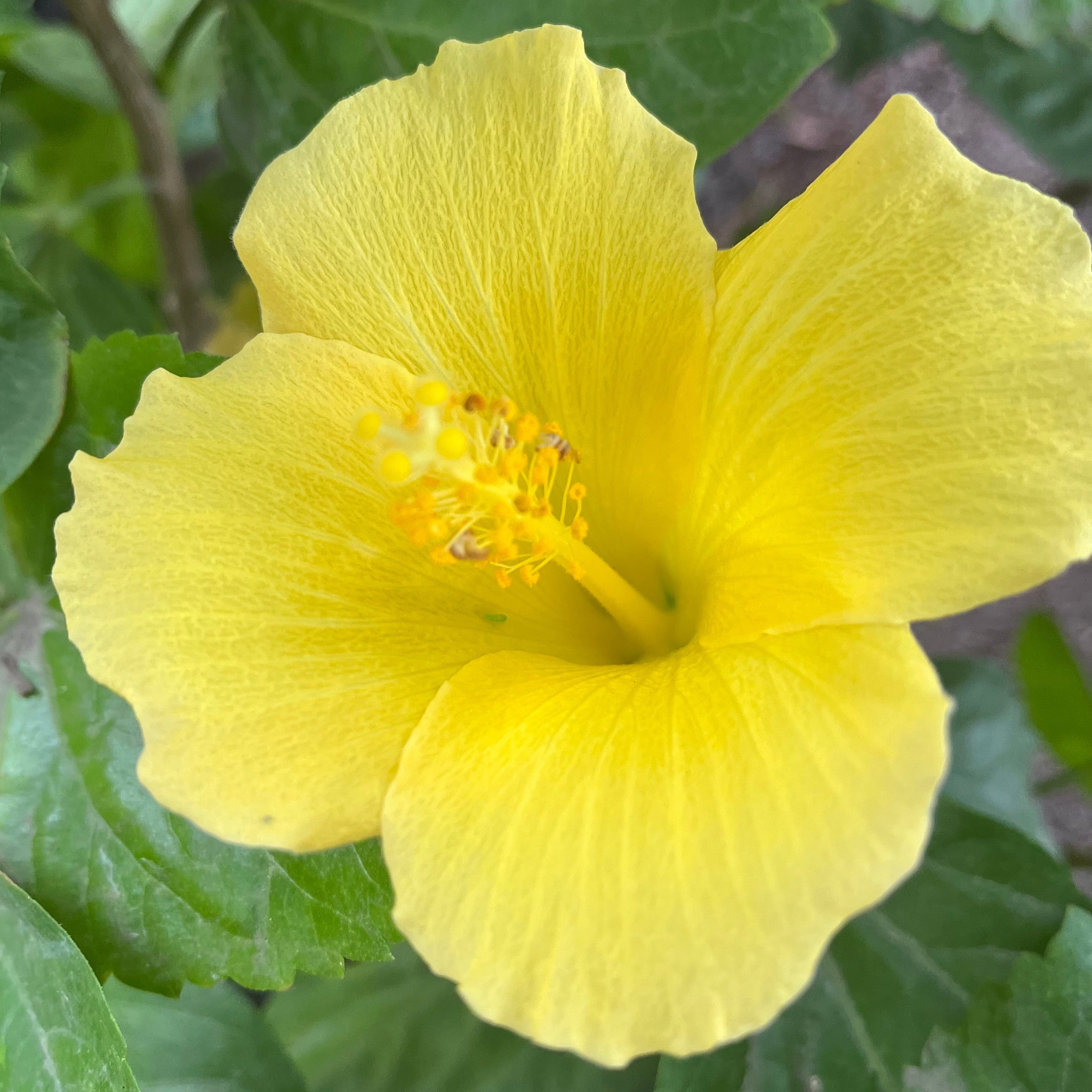 Close-up of a bright yellow flower with green leaves pn Butterfly Tropical Hibiscus