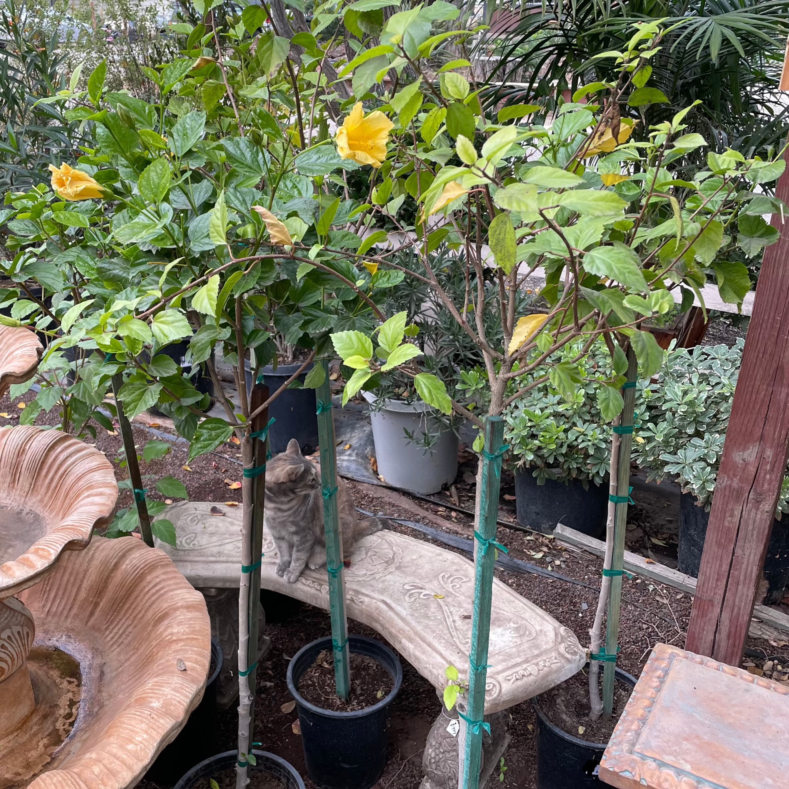 Cat sitting on a stone bench surrounded by potted Butterfly Tropical Hibiscus plants with yellow flowers in a garden setting.