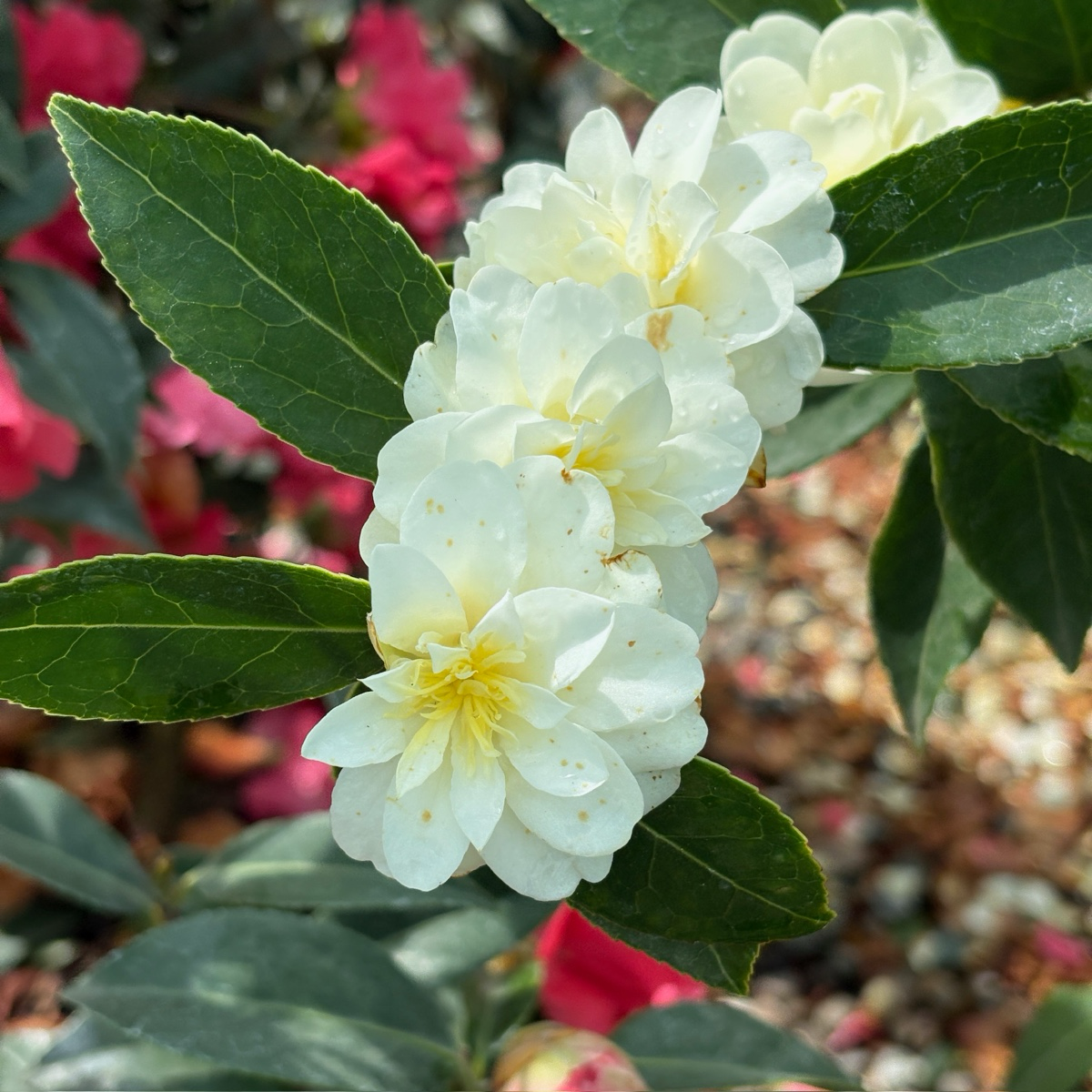 Buttermint Camellia