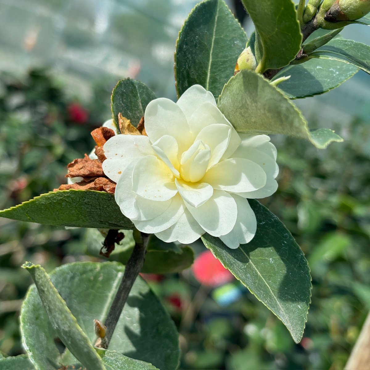 Buttermint Camellia
