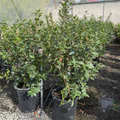 Buttermint Camellia