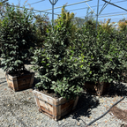 Buttermint Camellia