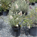 Buzz Ivory Butterfly Bush