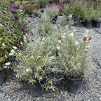 Buzz  Ivory Butterfly Bush