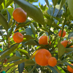 Calamondin Citrus