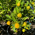 Calamondin Citrus