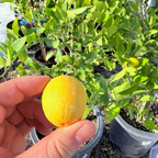Calamondin Citrus