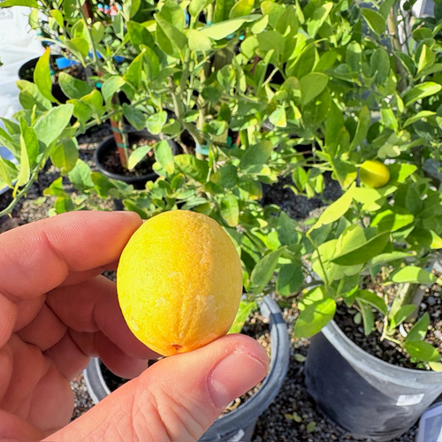 Calamondin Citrus