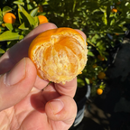Calamondin Citrus