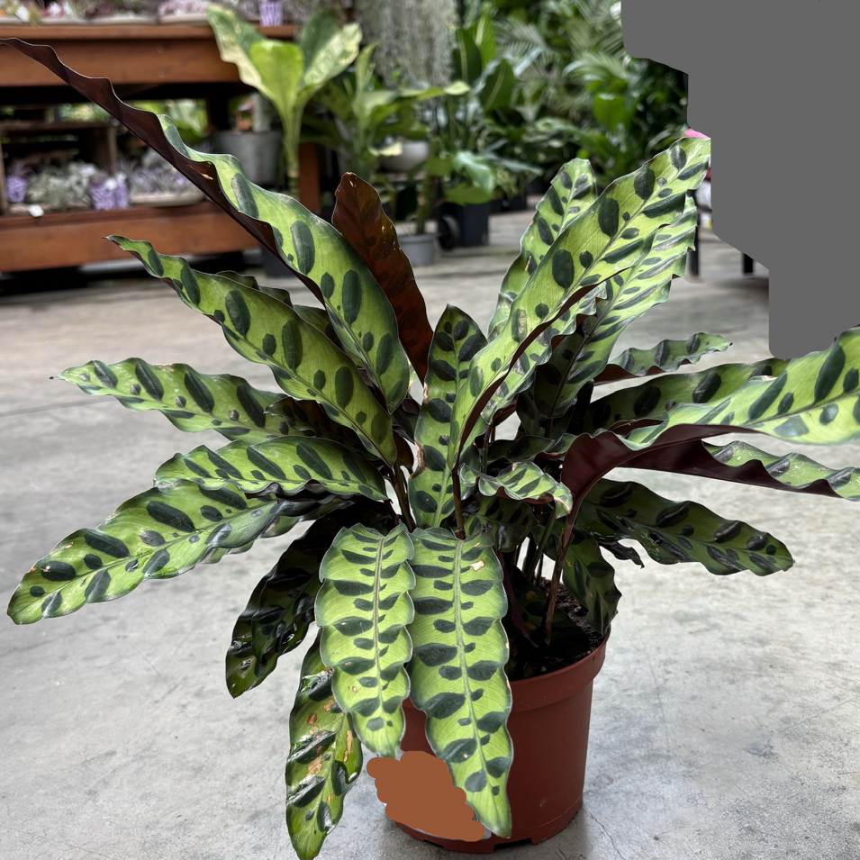 Calathea Rattlesnake