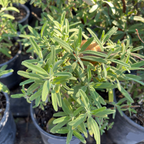 California Blue Sage