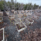 California Buckeye trees in wooden crates on a gravel surface with trees in the background