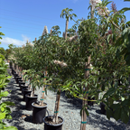 Row of potted California Buckeye trees in a nursery setting with clear blue sky.