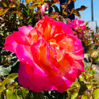 California Dreamin Hybrid Tea Rose