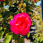 California Dreamin Hybrid Tea Rose