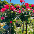 California Dreamin Hybrid Tea Rose
