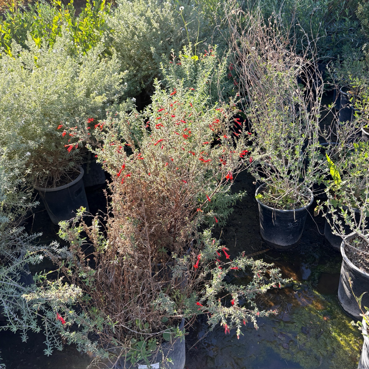 Potted California Fuchsia with red flowers in a garden setting