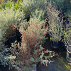 Potted California Fuchsia with red flowers in a garden setting