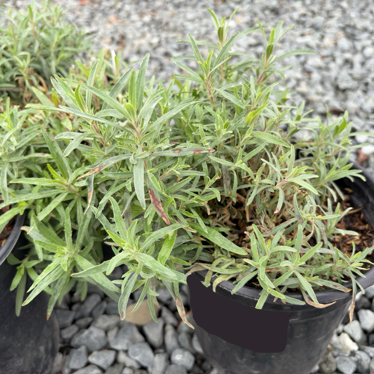 Potted California Fuchsia with green leaves on a gravel surface