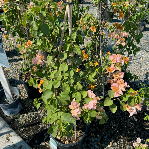 California Gold Bougainvillea